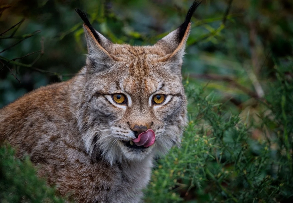 Eurasian Lynx: The Mysterious Cats of Glastonbury Festival