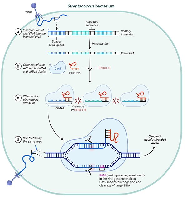 CRISPR-Cas9: A Revolutionary Tool for Gene Editing